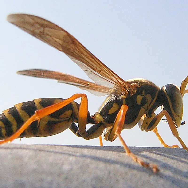 Asian paper wasp, Polistes chinensis