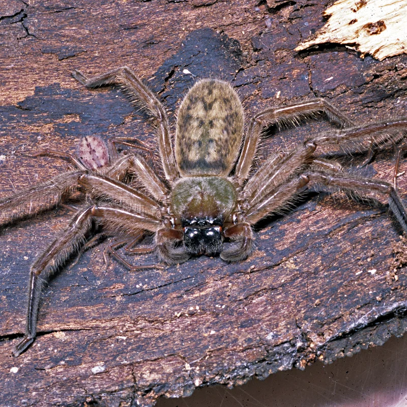 Avondale spider, Delena cancerides