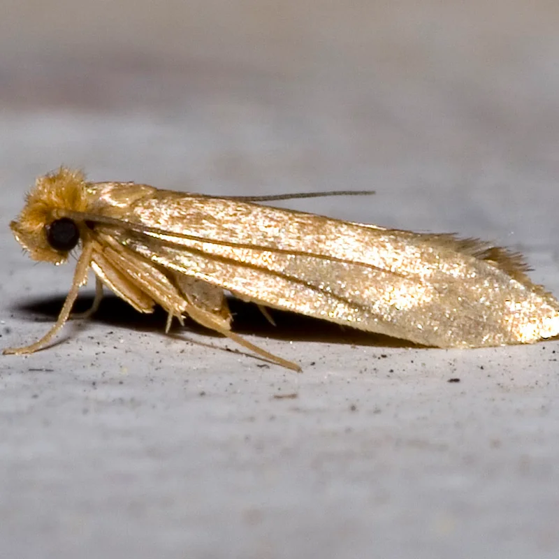 Clothes moth, Tineola bisselliella