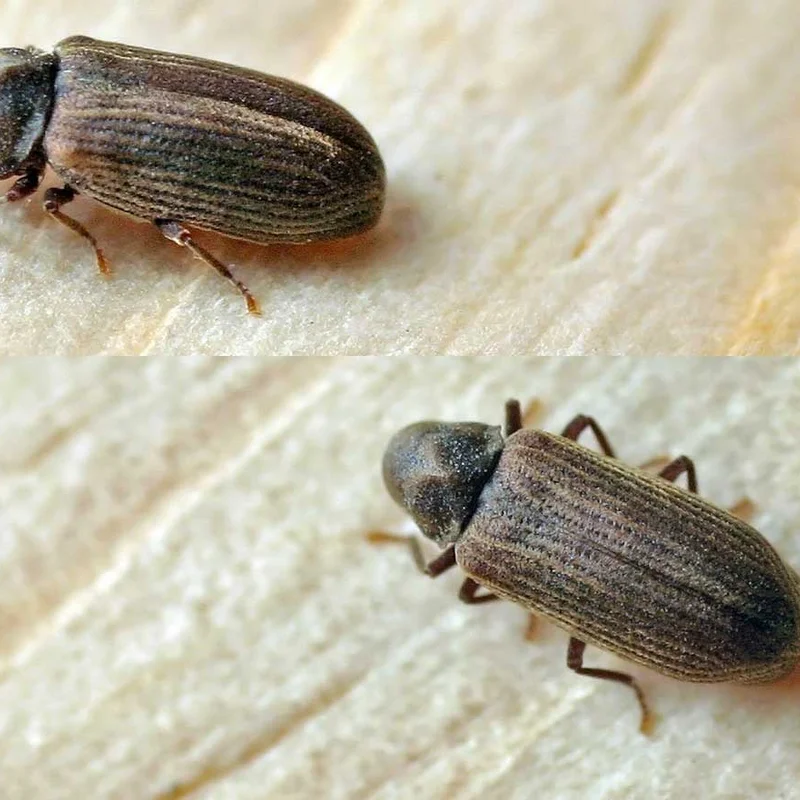 Common house borer, Anobium punctatum