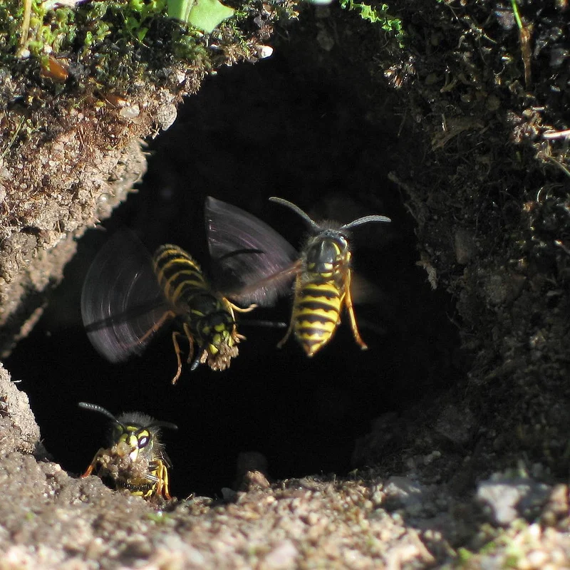 Common wasp, Vespula vulgaris