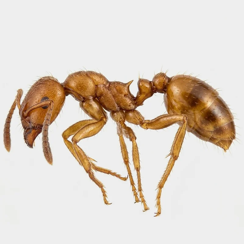 Darwin's ant, Doleromyrma darwiniana
