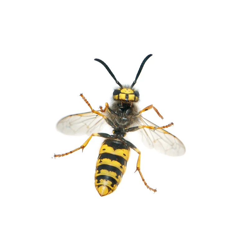 German wasp, Vespula germanica