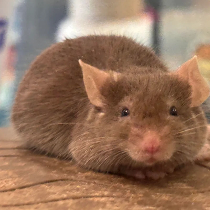 House mouse, Mus musculus