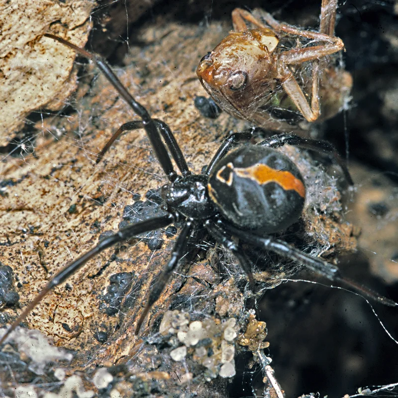 Katipo, Latrodectus katipo