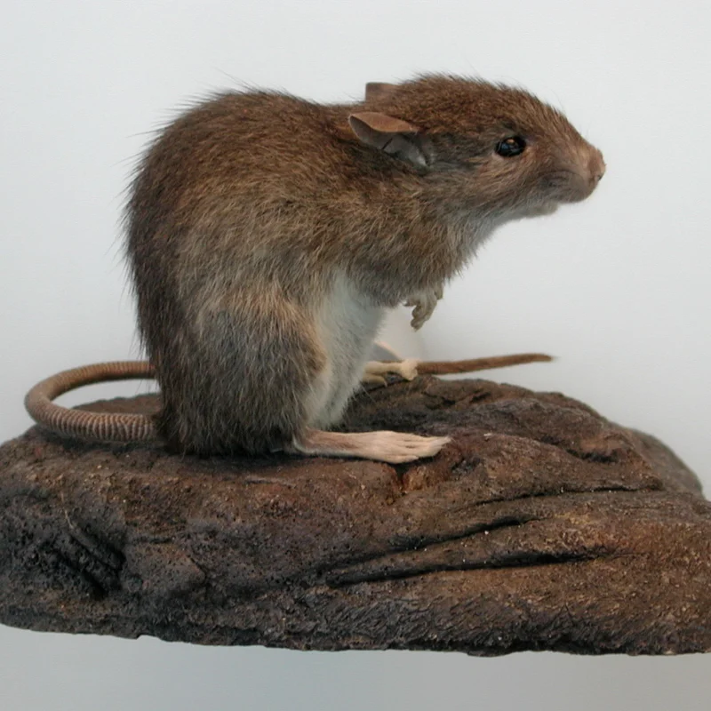 Kiore, Rattus exulans
