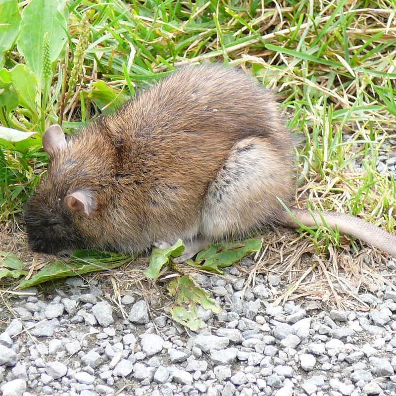 Norway rat, Rattus norvegicus