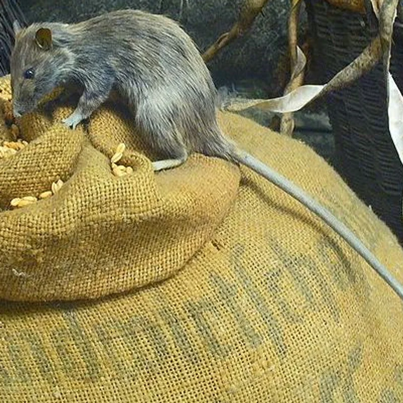 Ship rat, Rattus rattus