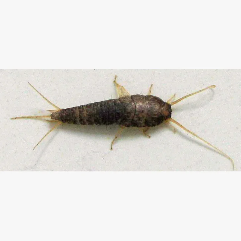 Silverfish, Lepisma saccharina