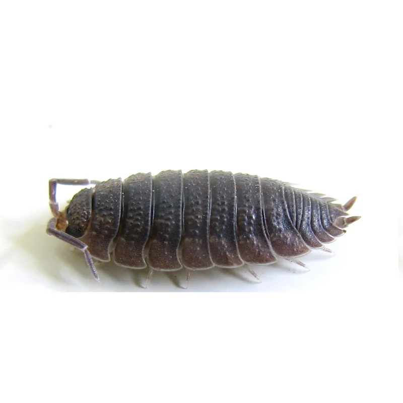 Slaters, Porcellio scaber