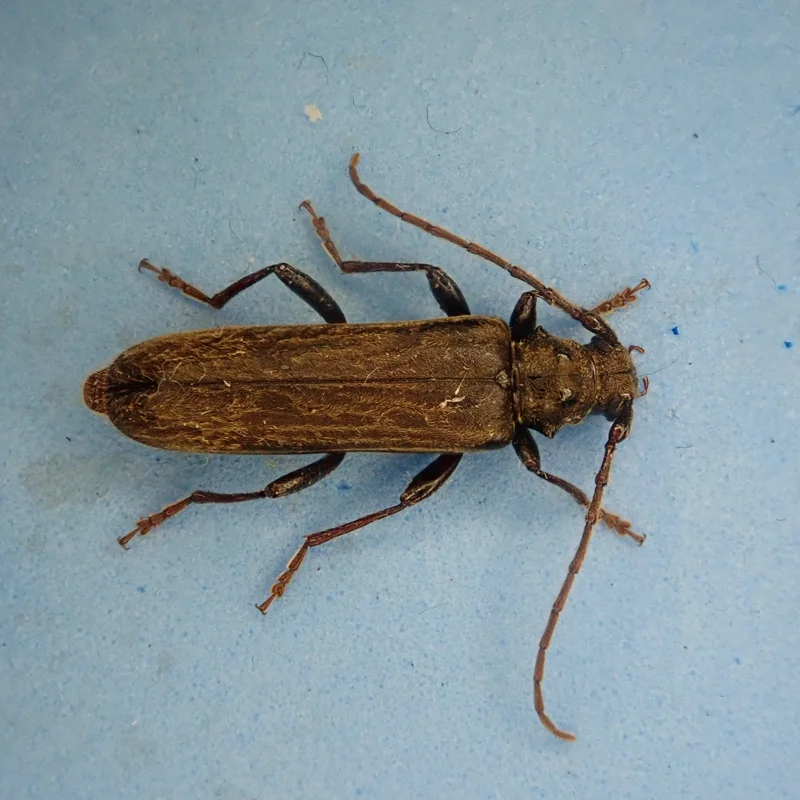 Two-toothed longhorn, Ambeodontus tristis