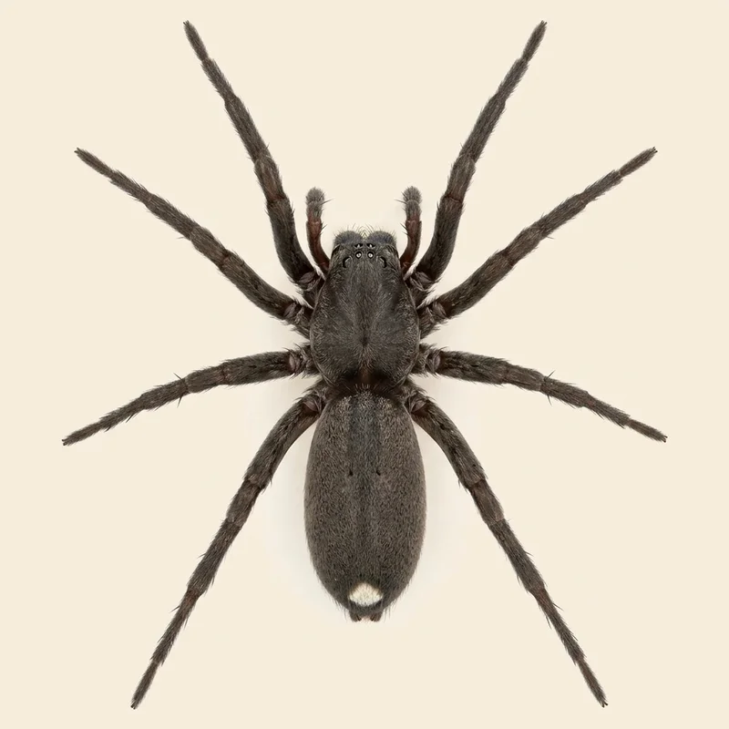 White-tailed spider, Lampona murina