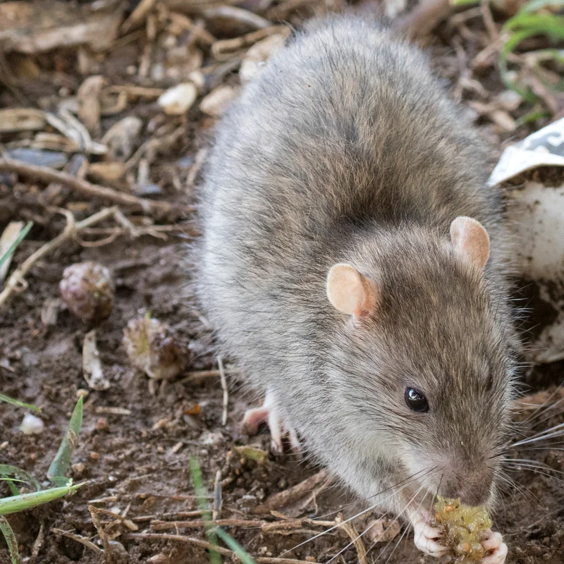 Young rat, Rattus species